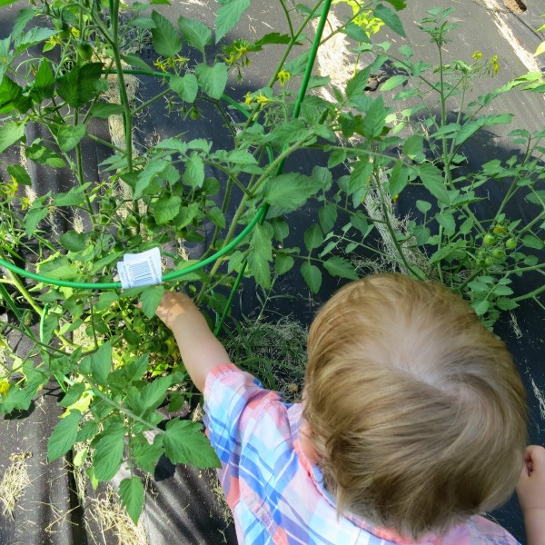 Gram's garden