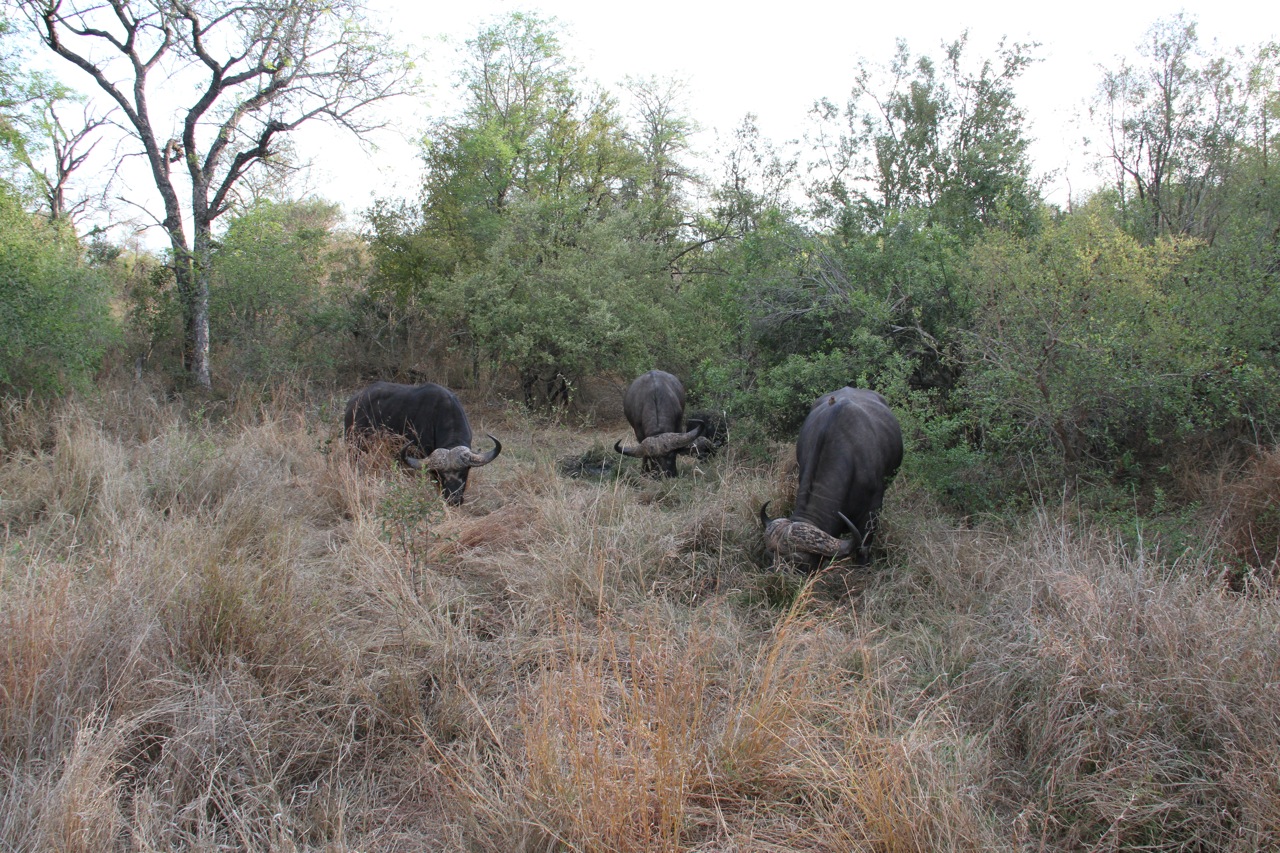 African buffalo