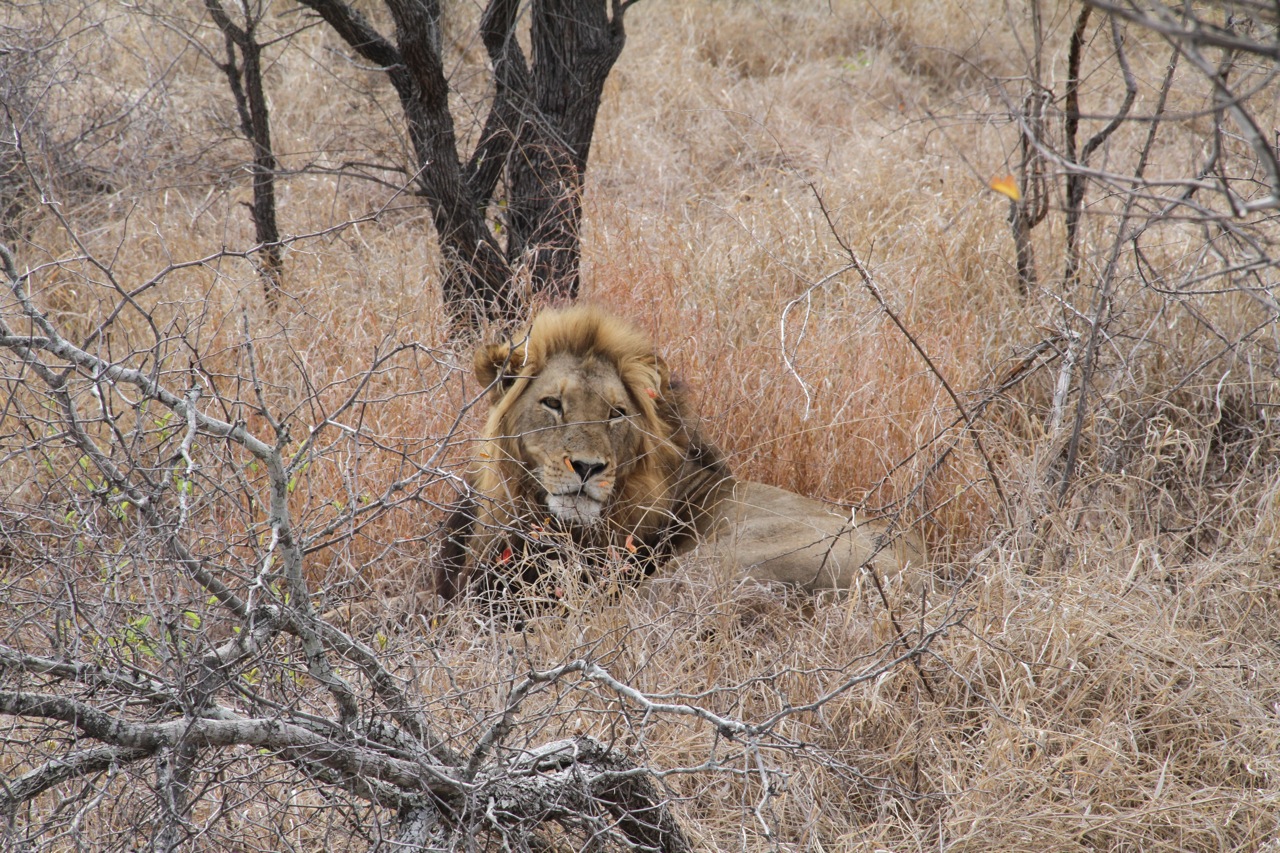 A male lion