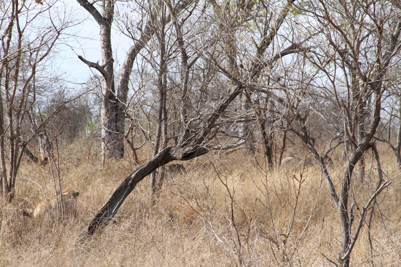 Lions stalking wild boar.