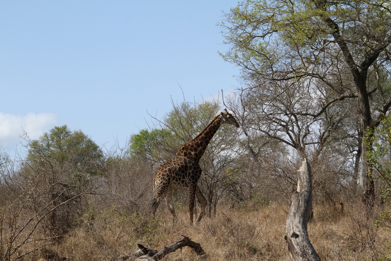 Giraffe eating a tree