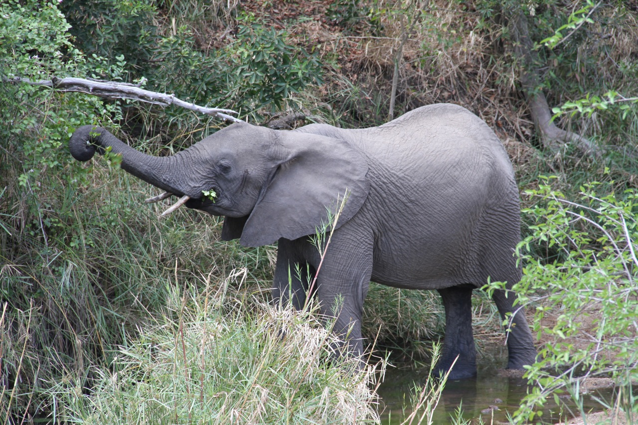 An elephant