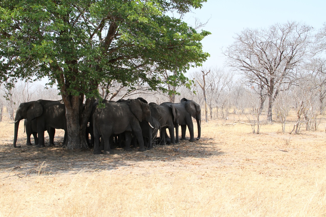 Elephants by the side of the road