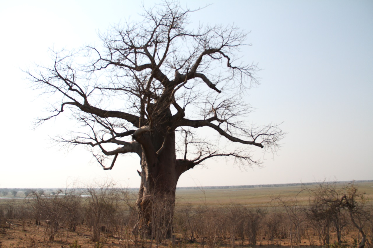 A Baobab tree