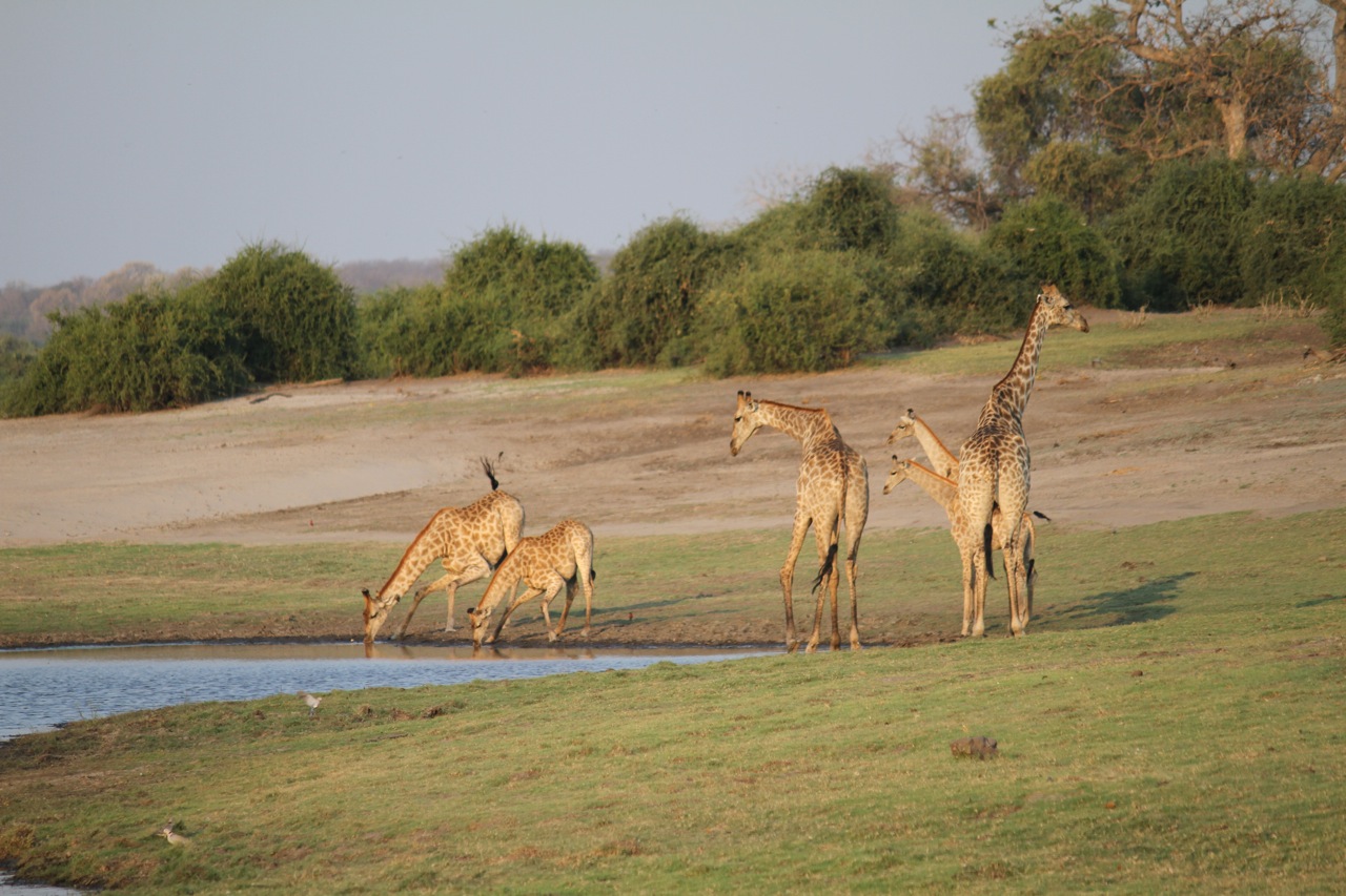 Giraffe drinking