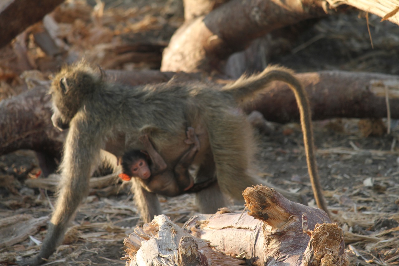 A baby baboon