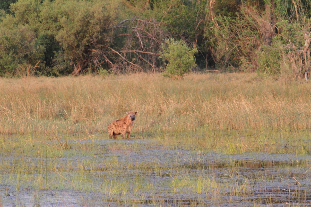 A hyena watches