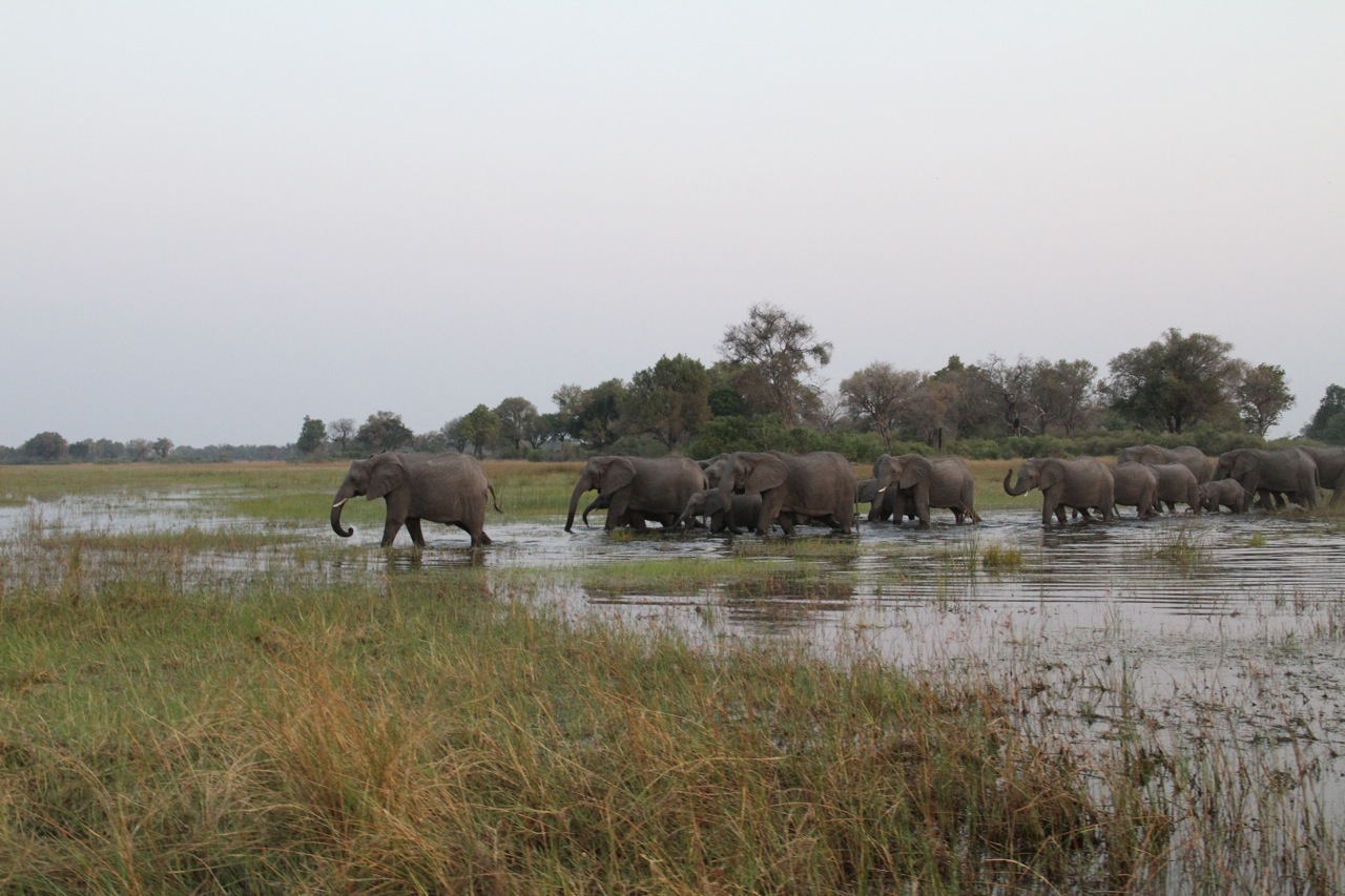 Elephants!