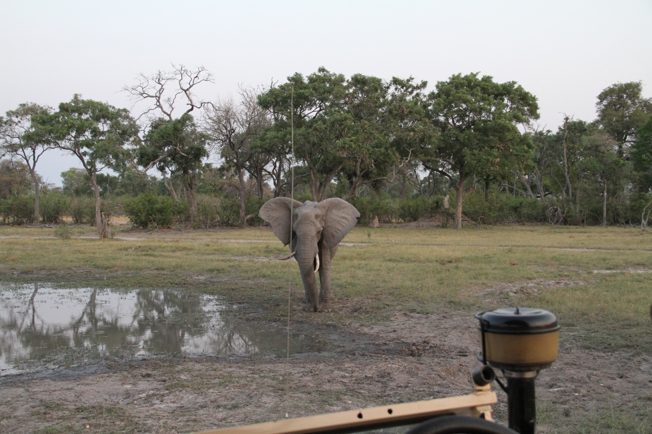 A scared elephant