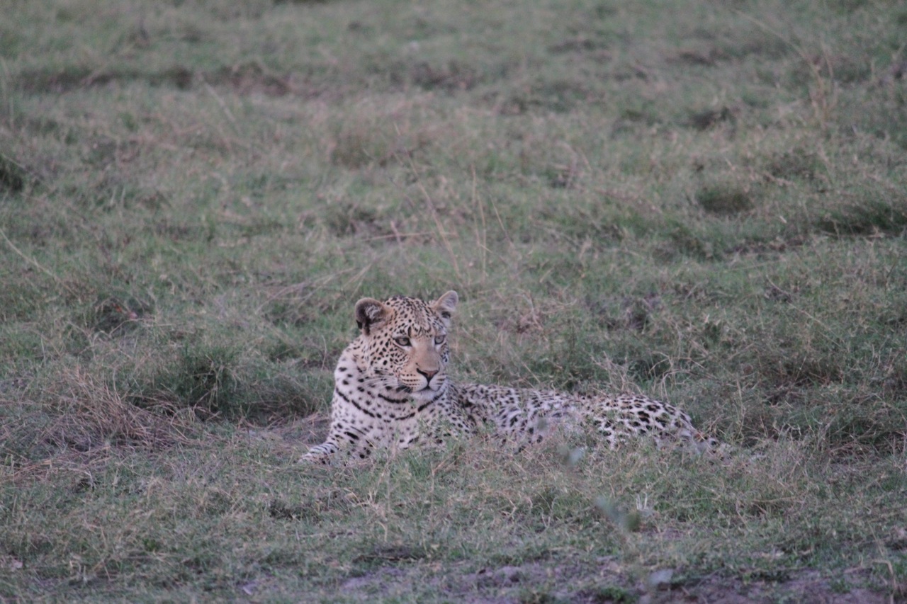 A leopard keeps watch