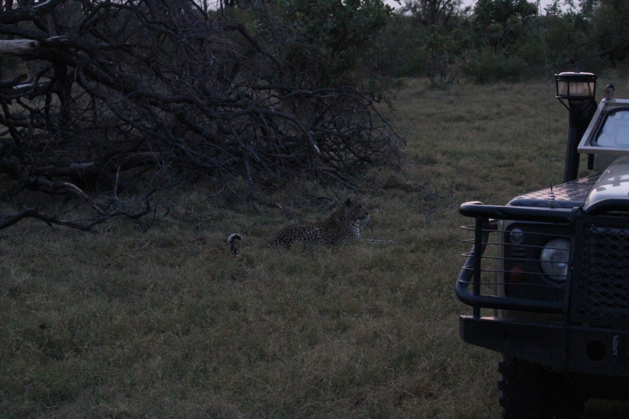 A leopard