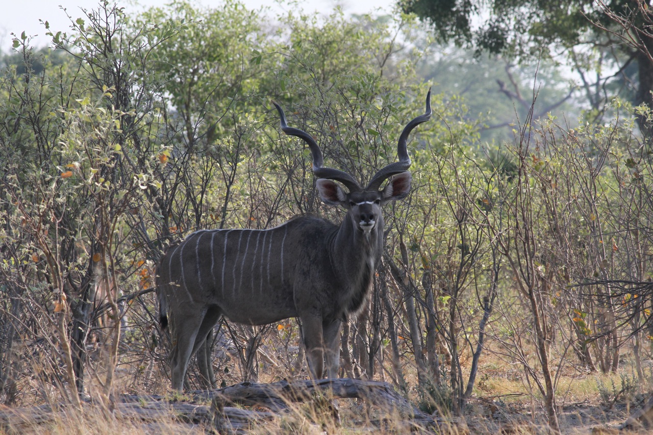 A kudu