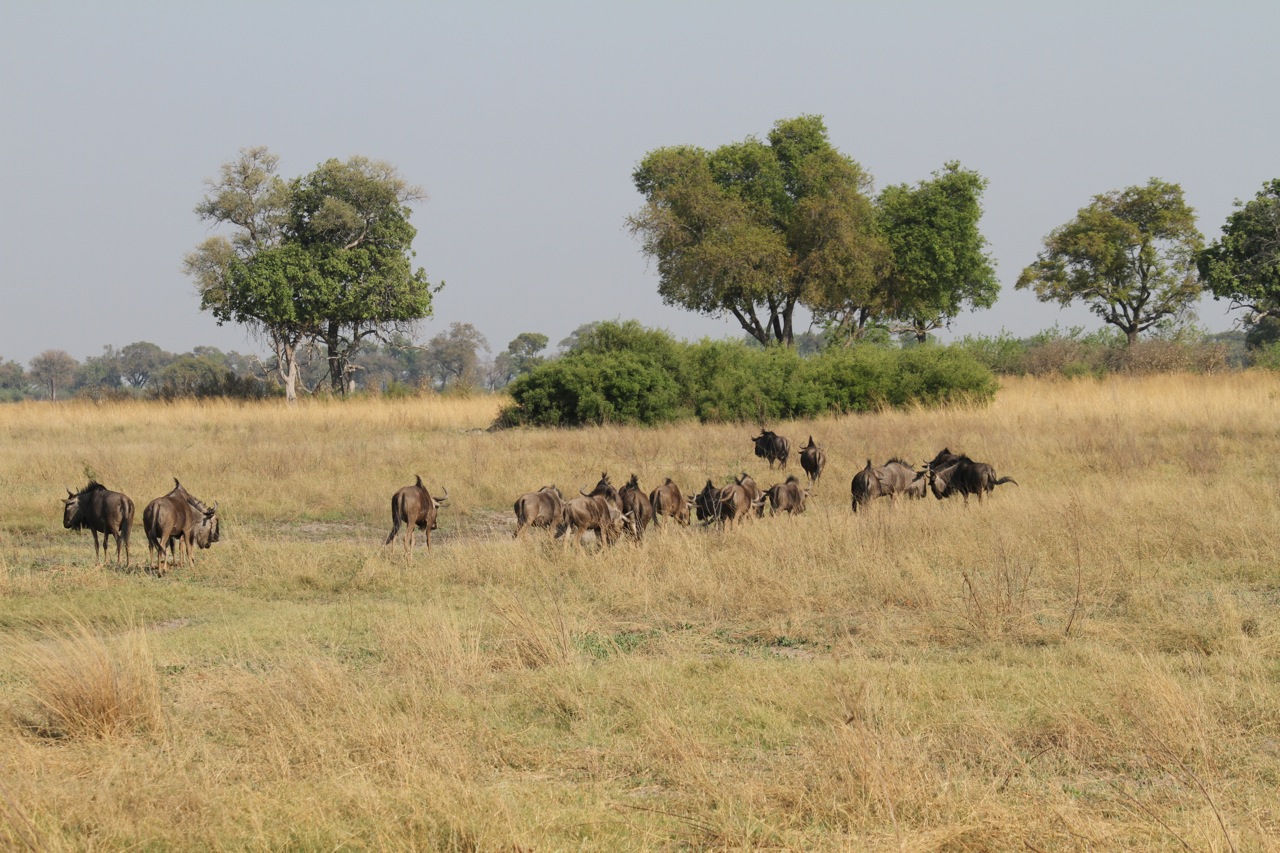 A herd of wildebeests