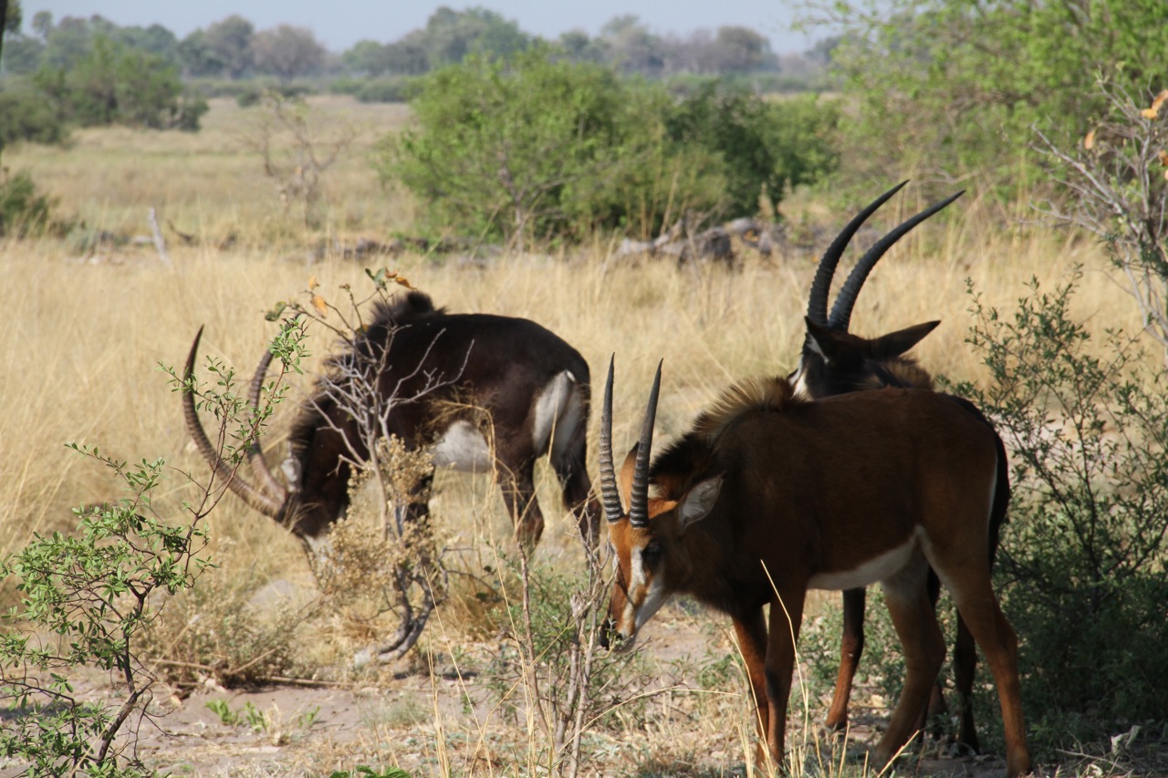 Sable deer