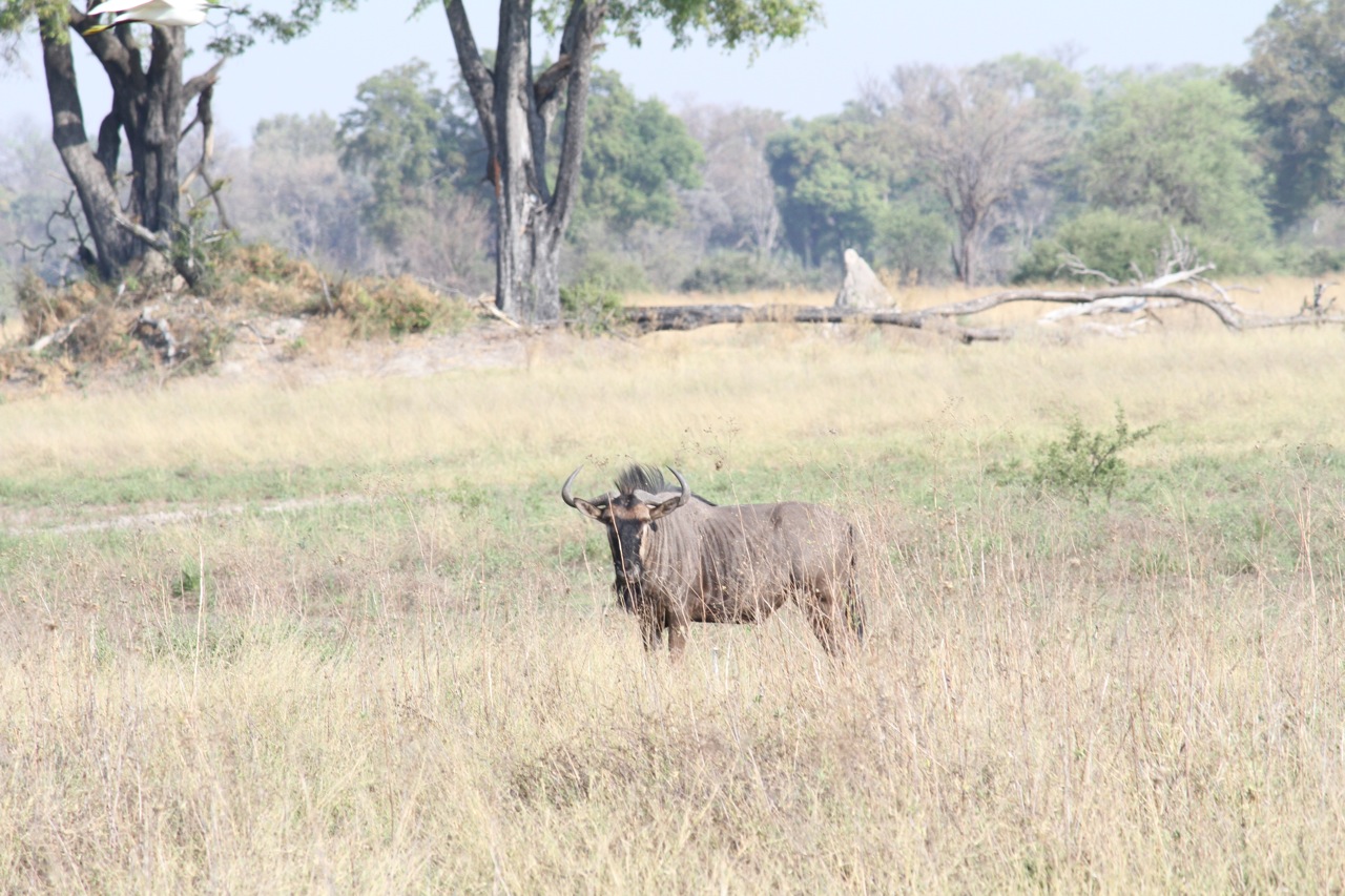 A wildebeest