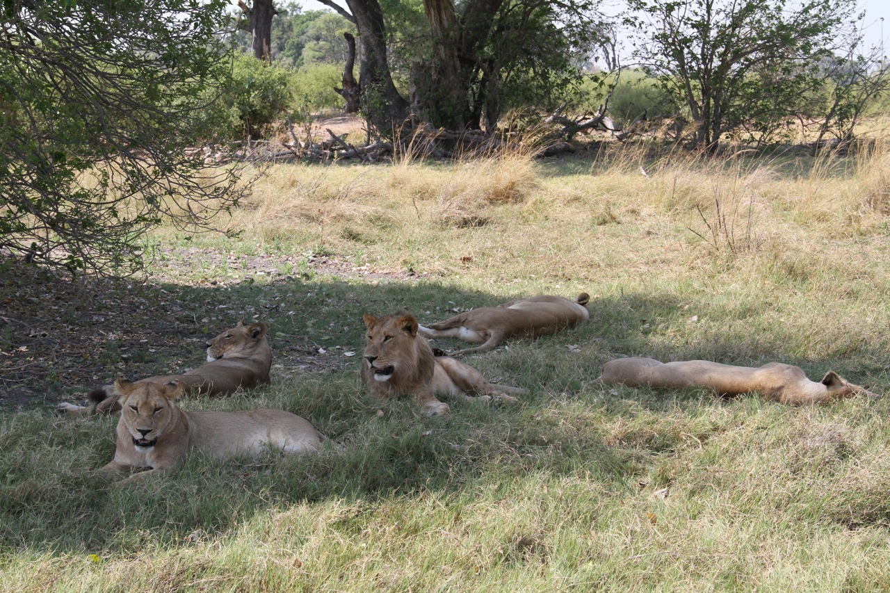 Lions resting