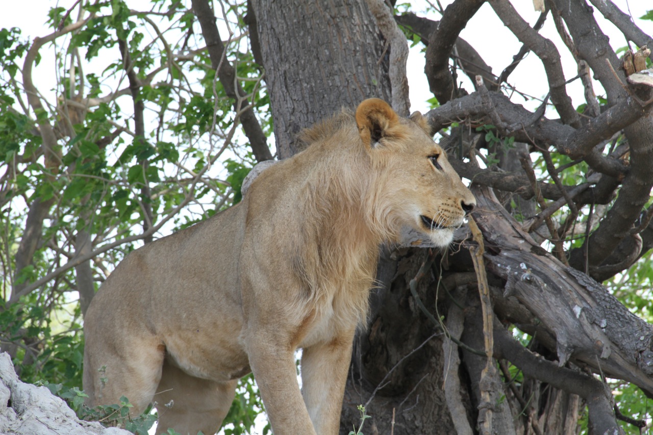 A lion stalking a wildebeest