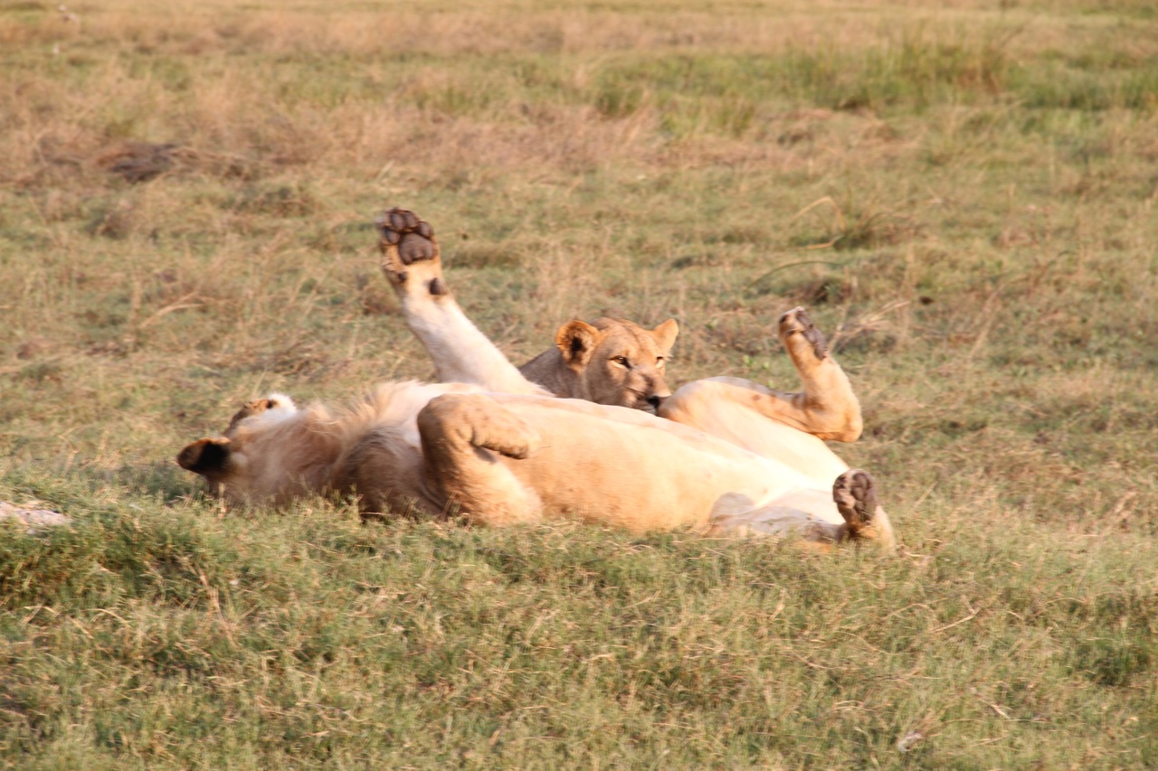 Lions relaxing in the midday heat