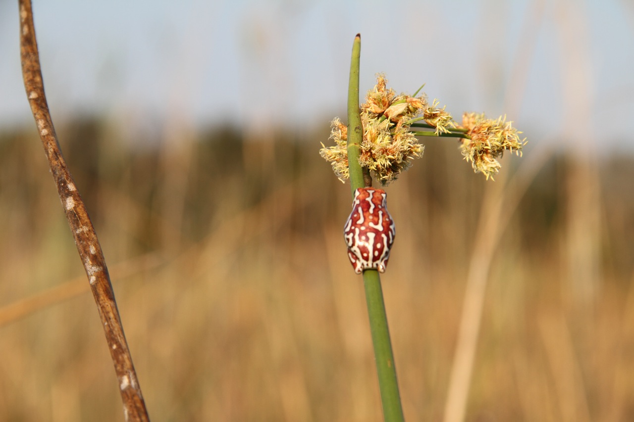  Reed frog