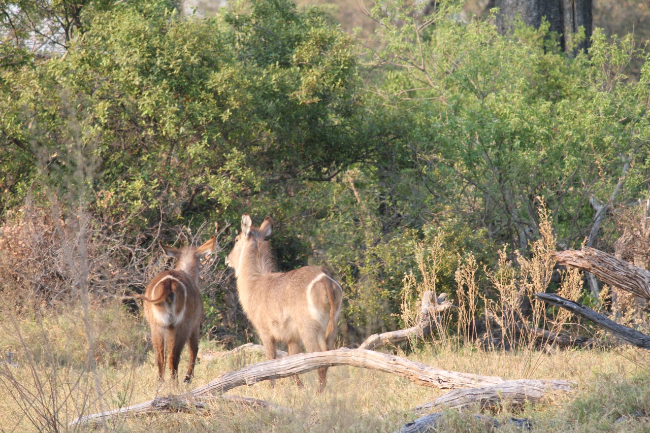 Common reedbucks