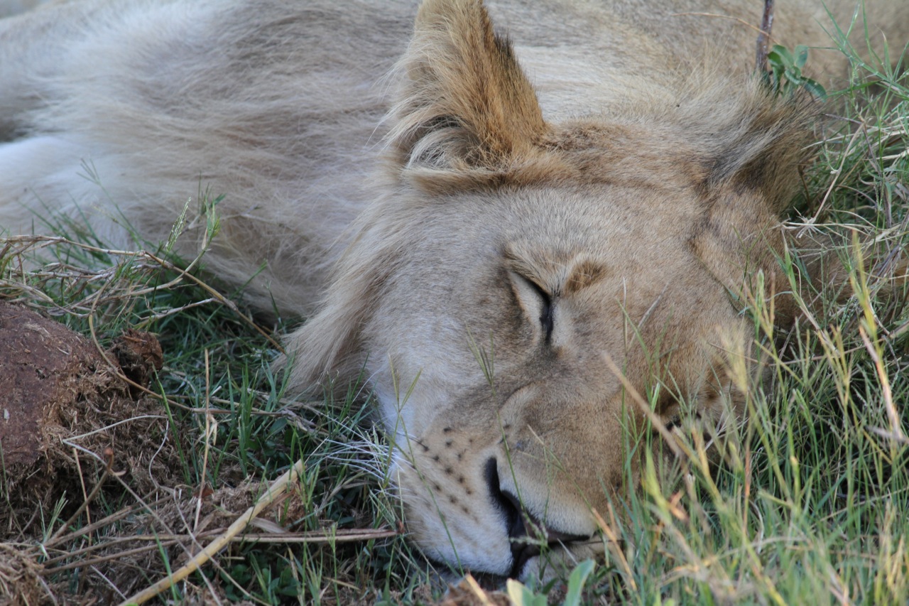 Sleeping lion