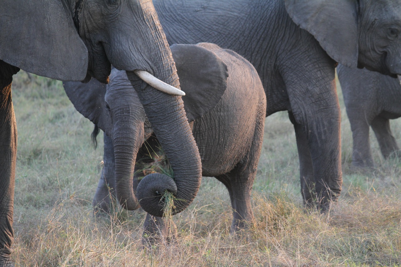 A baby elephant learns to eat