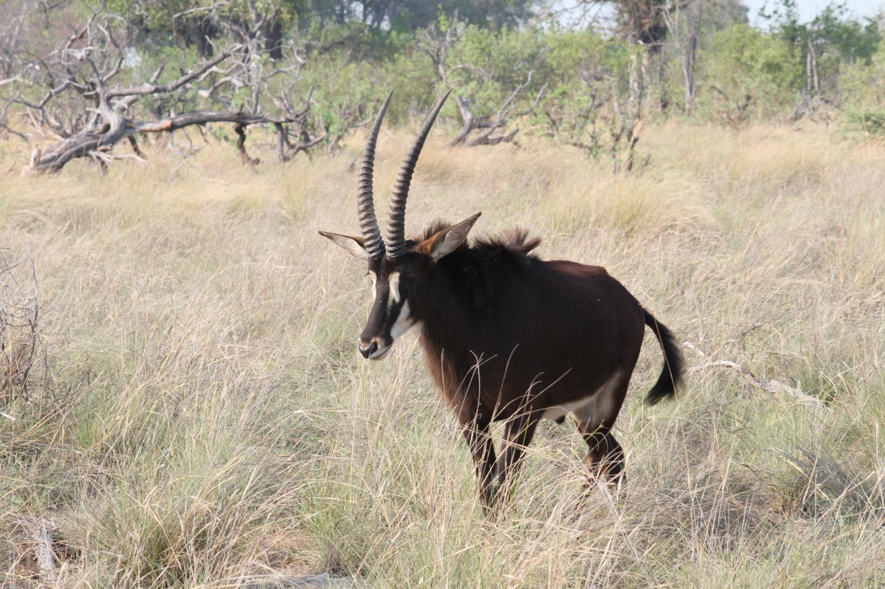 A sable deer