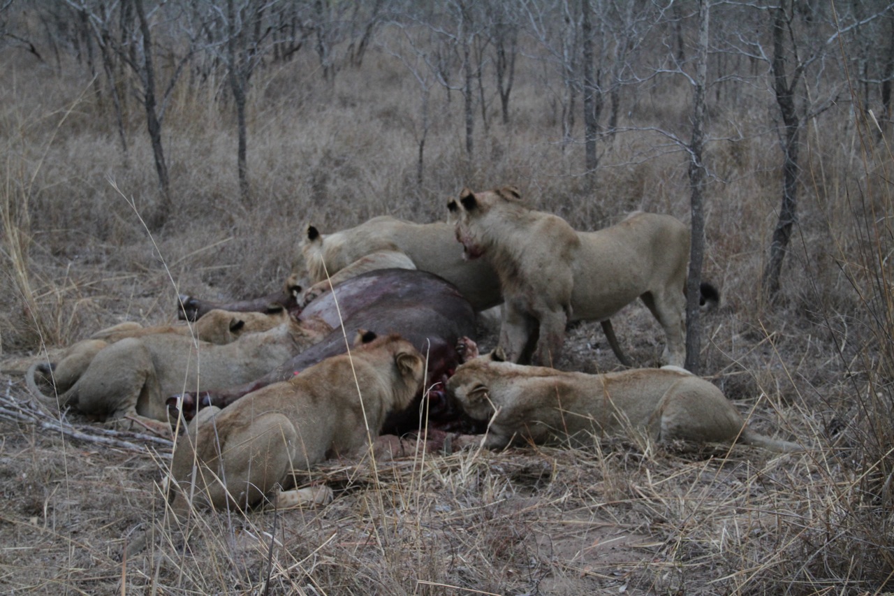 Lions feeding on a buffalo