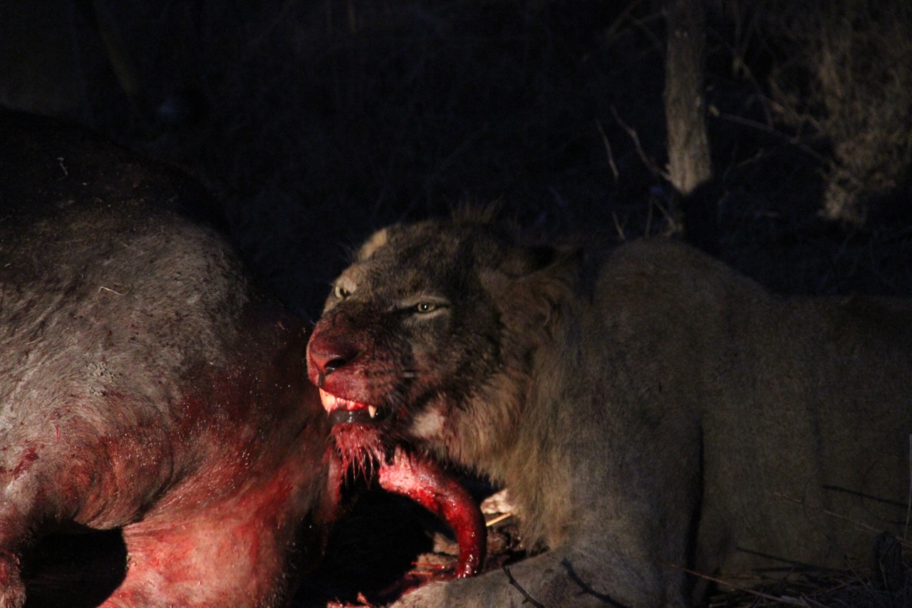 Lions feeding