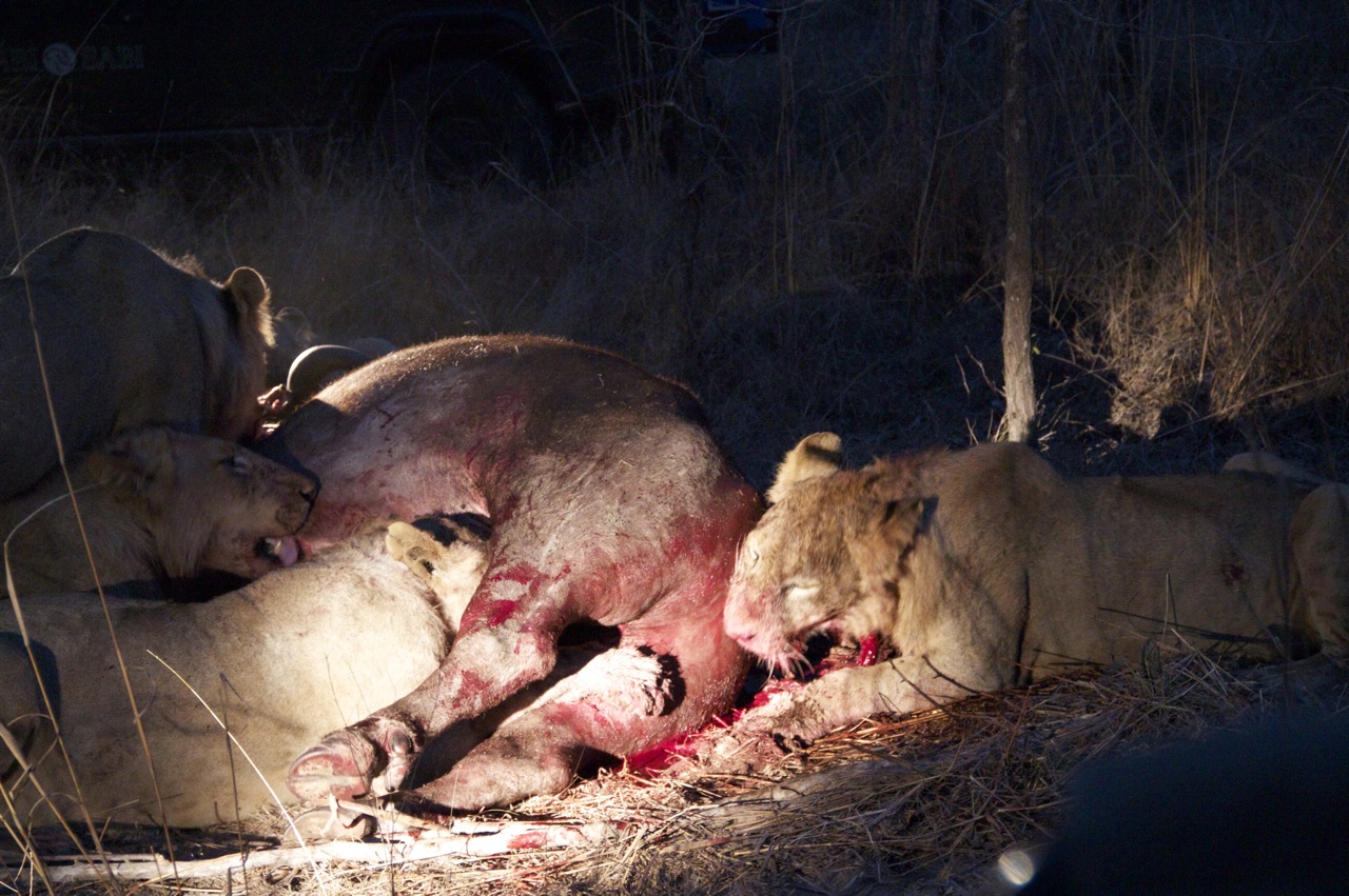 Lions feeding