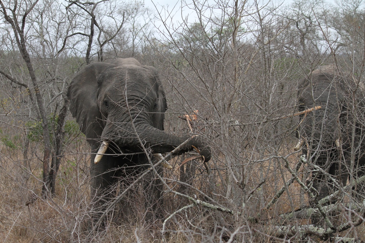 Elephants clearing a trail