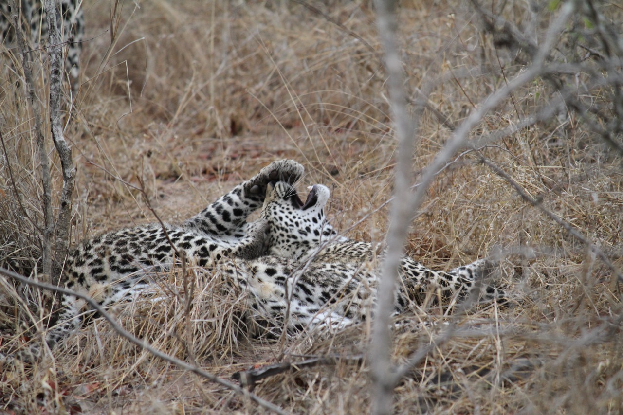 Leopards playing