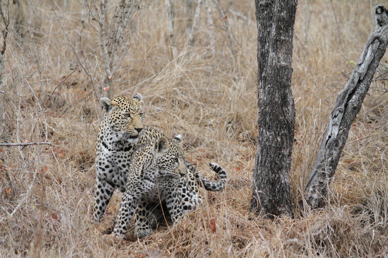 Leopards