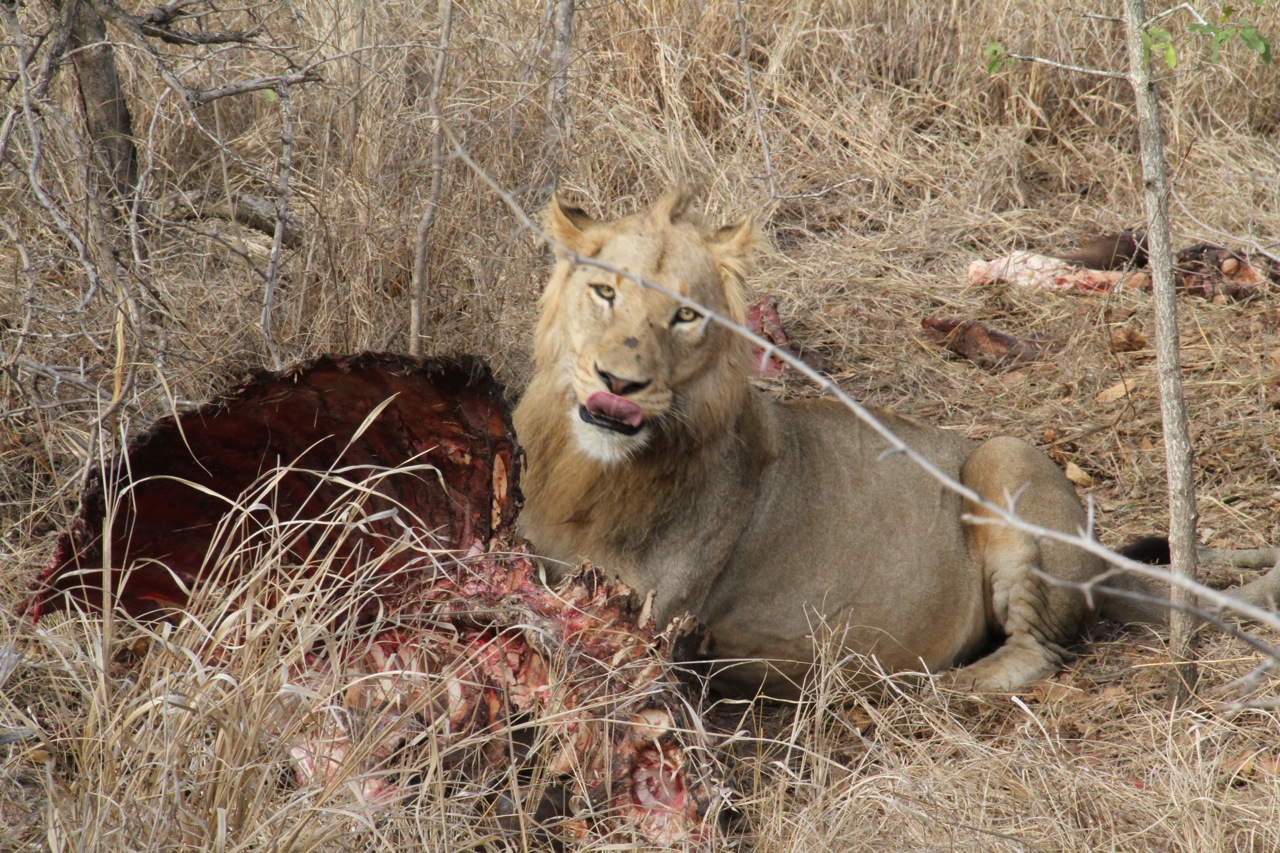 Lions feeding on a buffalo (day 2)