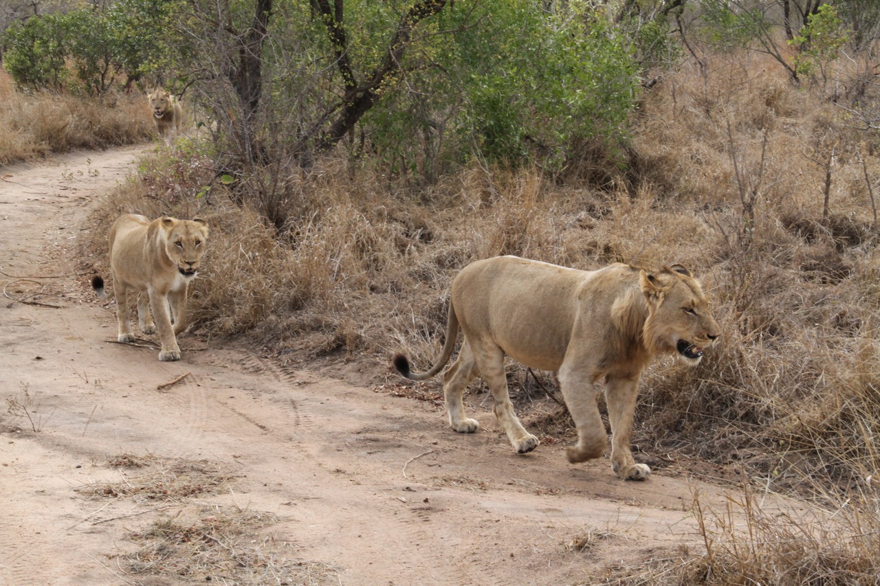 Lions go for a drink