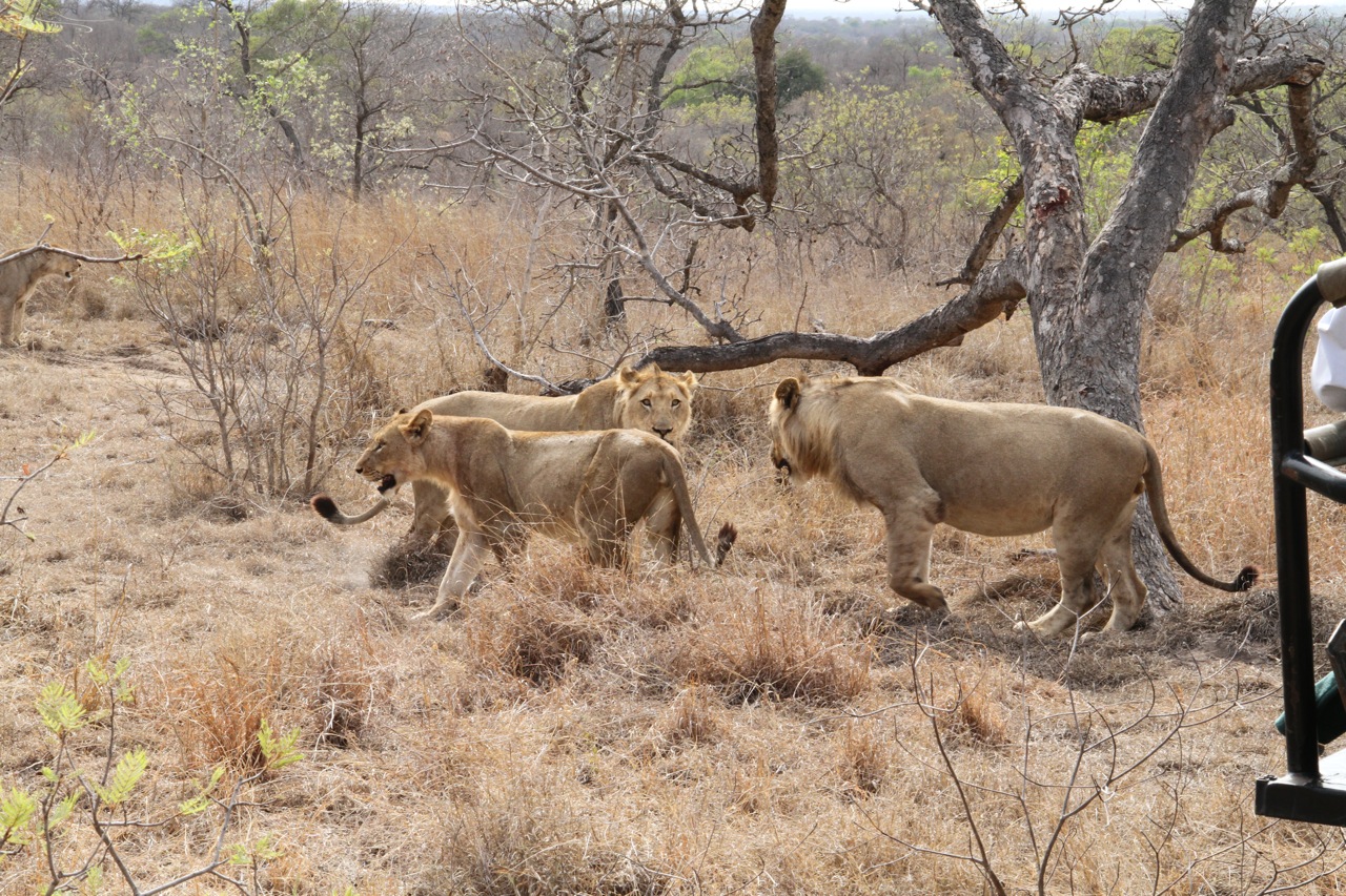 Lions guard their kill