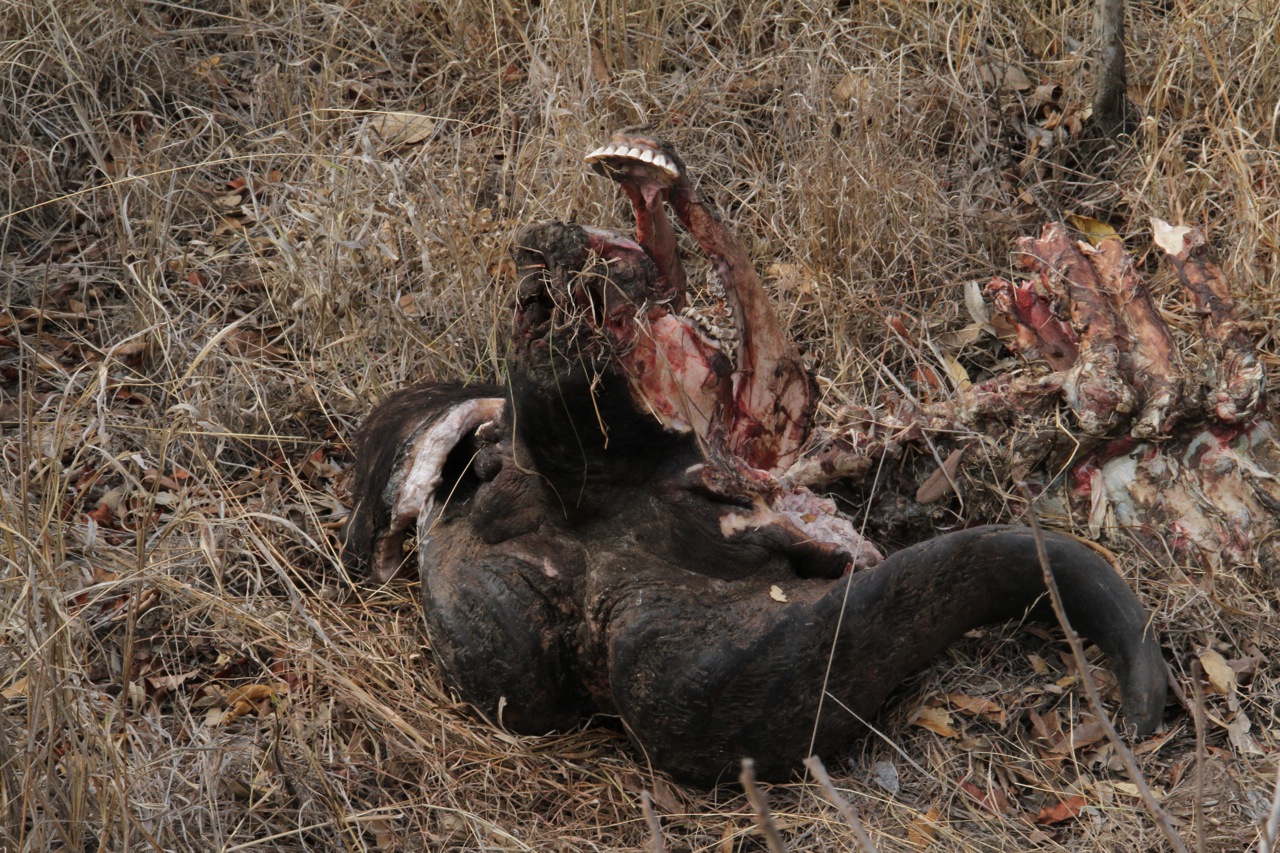 The buffalo's skull