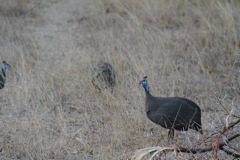 Guinea fowl