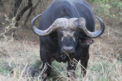 African buffalo