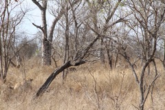 Lions stalking wild boar.