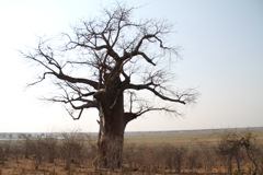 A Baobab tree