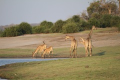 Giraffe drinking