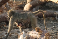 A baby baboon