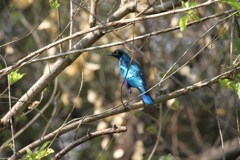 A Burchell's Starling