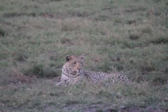 A leopard keeps watch