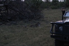 A leopard