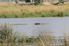 A hippo pokes its head out of the water