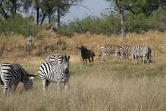 A wildebeest among the zebra