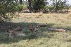 Lions resting