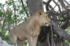 A lion stalking a wildebeest